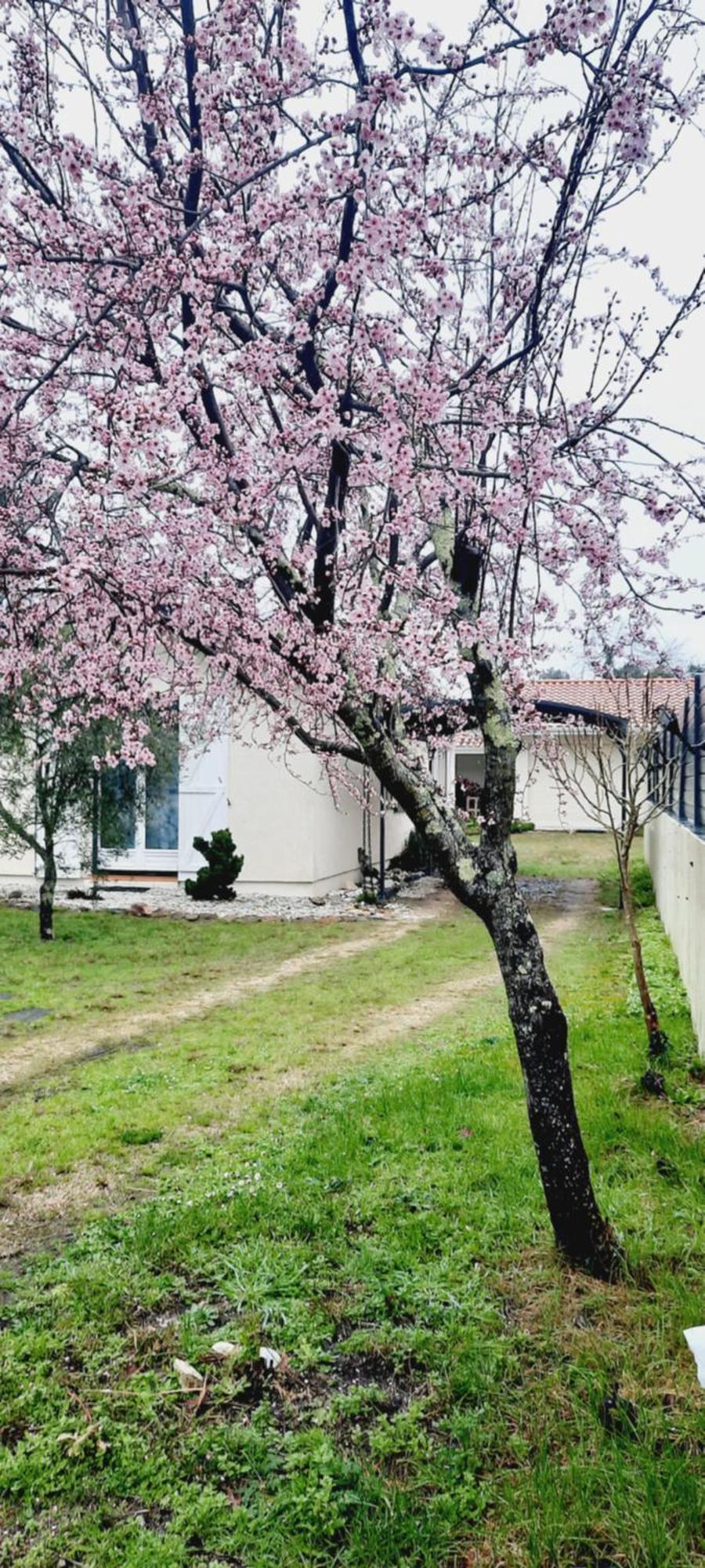 Les Amandiers Biscarrosse Dış mekan fotoğraf